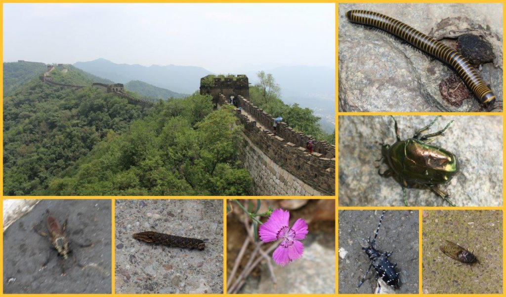 insectsgreatwallCollage