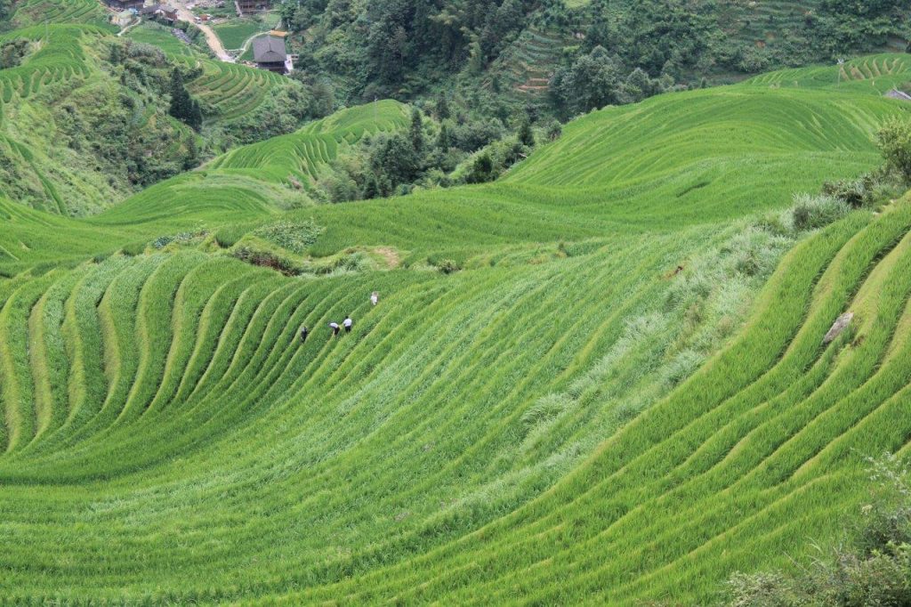 Rice fields in Guilin