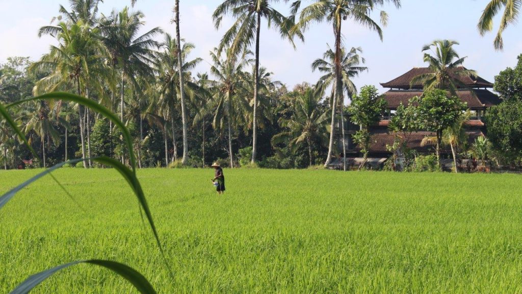 One of the several rice fields we visited in Bali