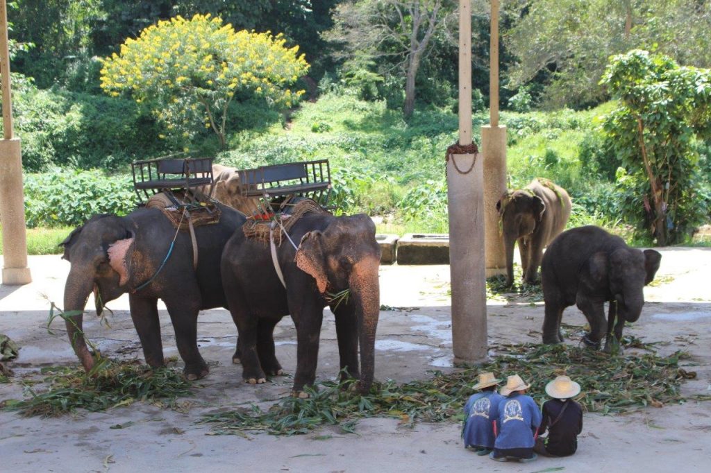 Elephants at Maetaeng Elephant Park in Chiang Mai