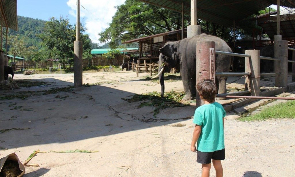 Elephant camp in Chiang Mai