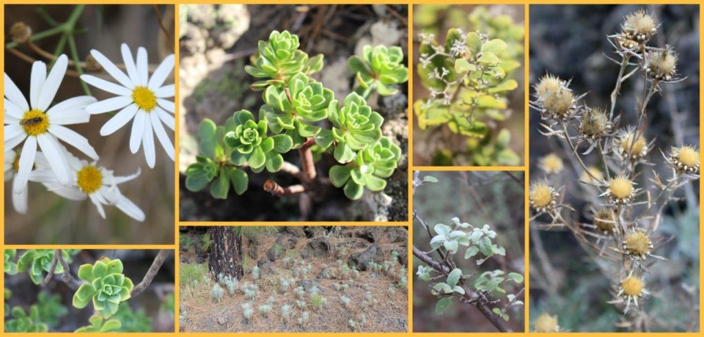 Although with the remaining lava covering the surroundings of the volcano Chinyero, the flora and vegetation during our hiking have given us beautiful shots