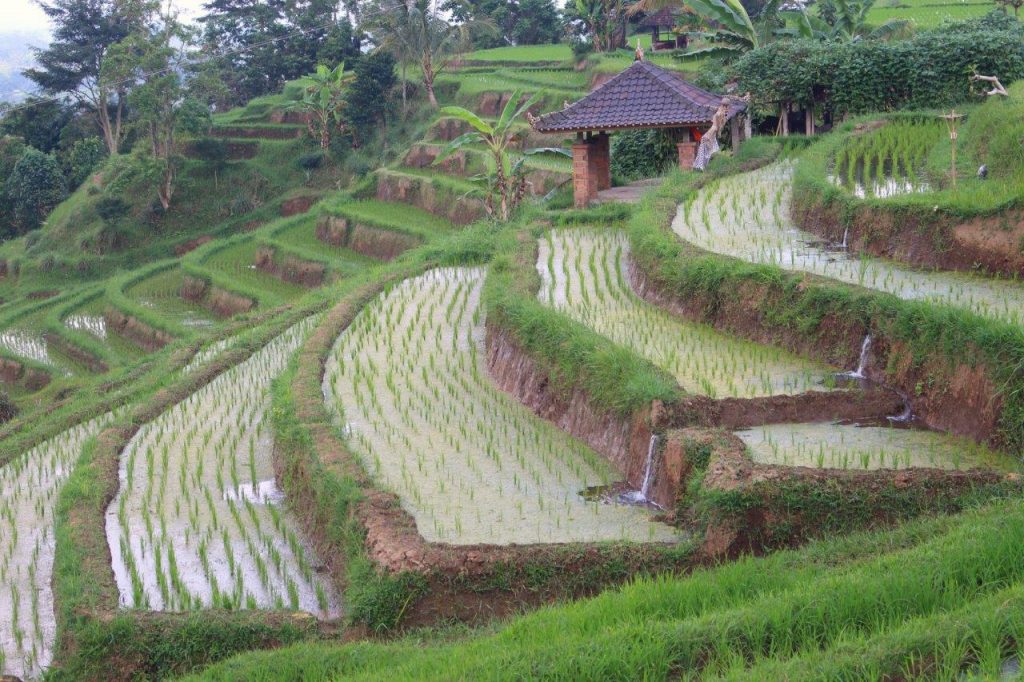 One of the many rice fields in Bali