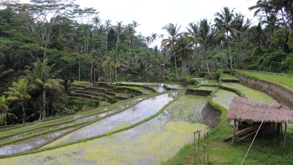 Gunung Kawi Temple, one of the most important rice fields in Bali
